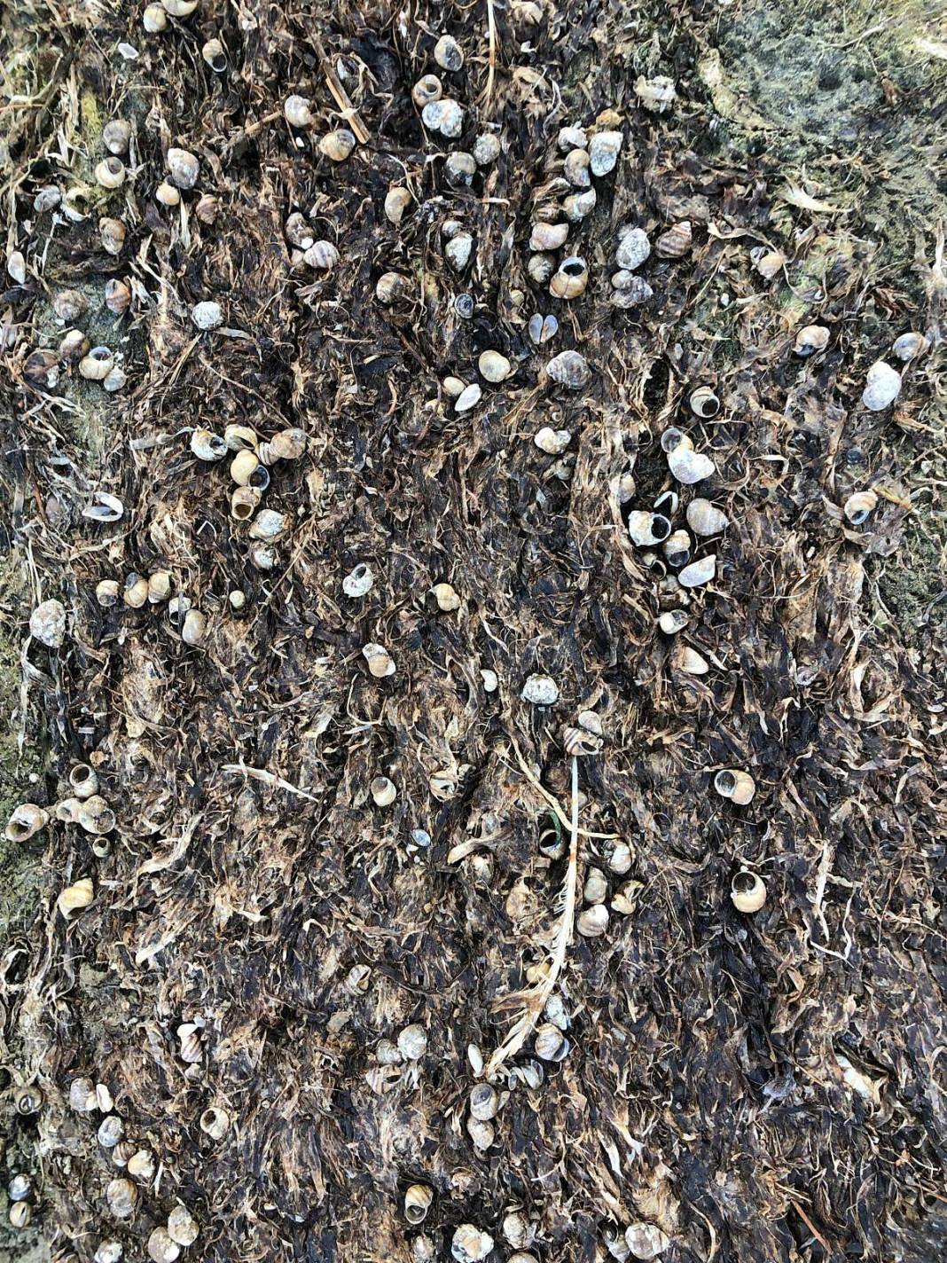 Eğirdir Gölü'nün bölünmesine 1 kilometre kaldı! Binlerce ölü su salyangozu karaya vurdu 1